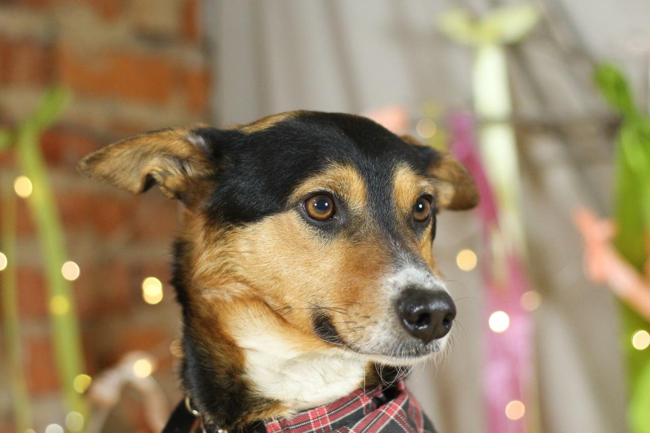 Chiens à adopter